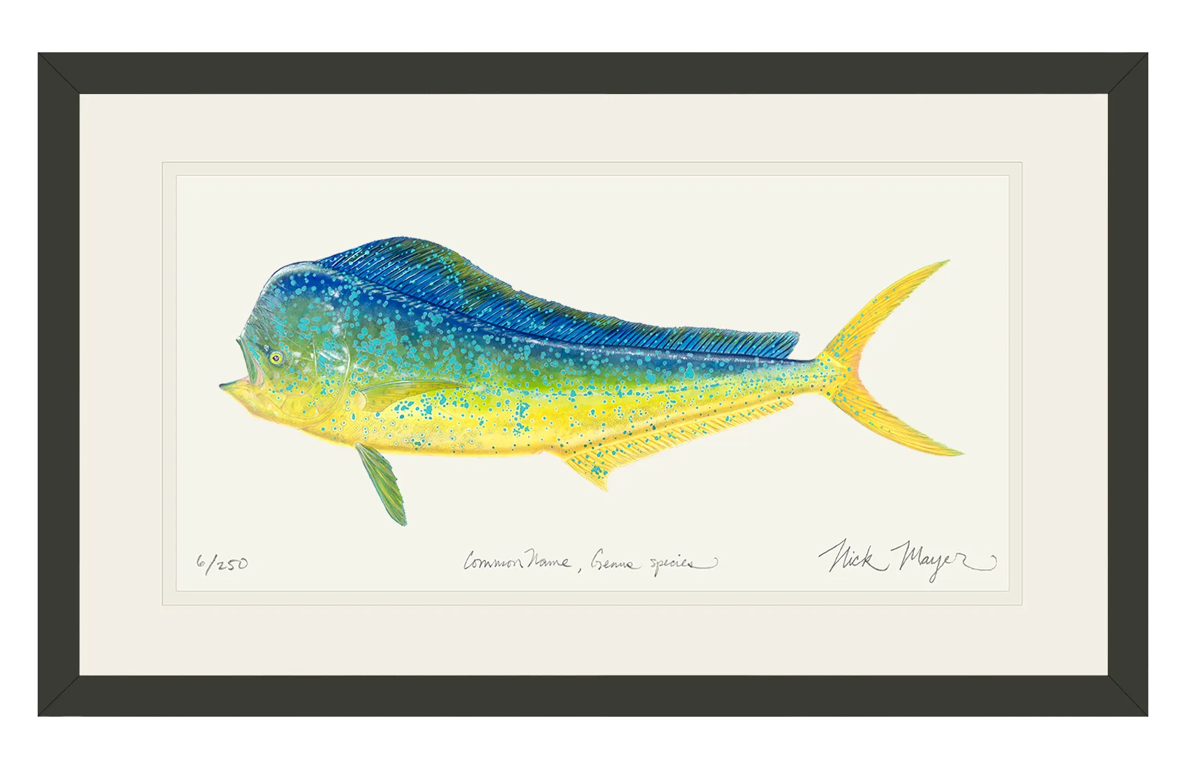 Bull Dorado/ Mahi Print - Best Seller