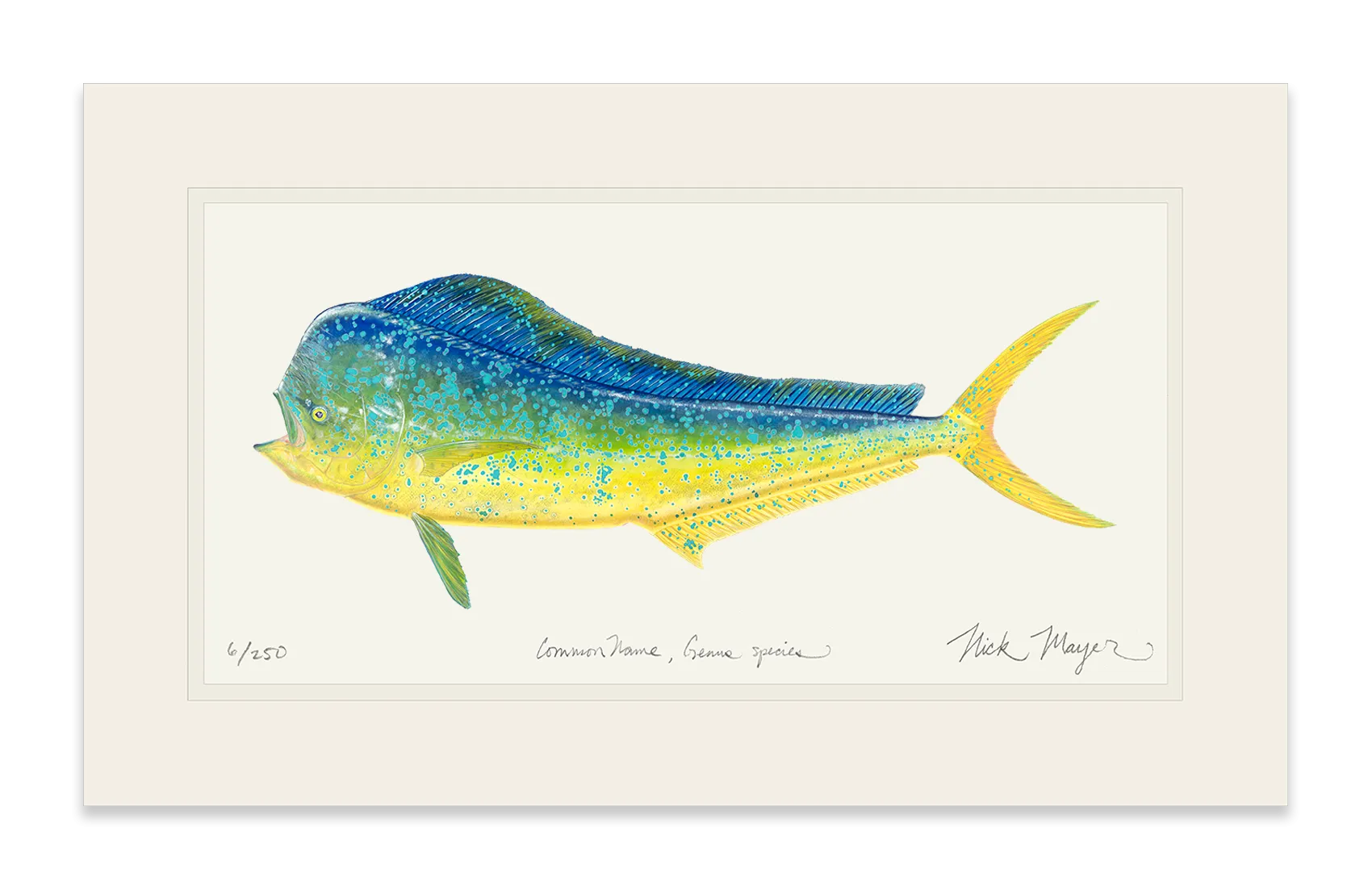 Bull Dorado/ Mahi Print - Best Seller