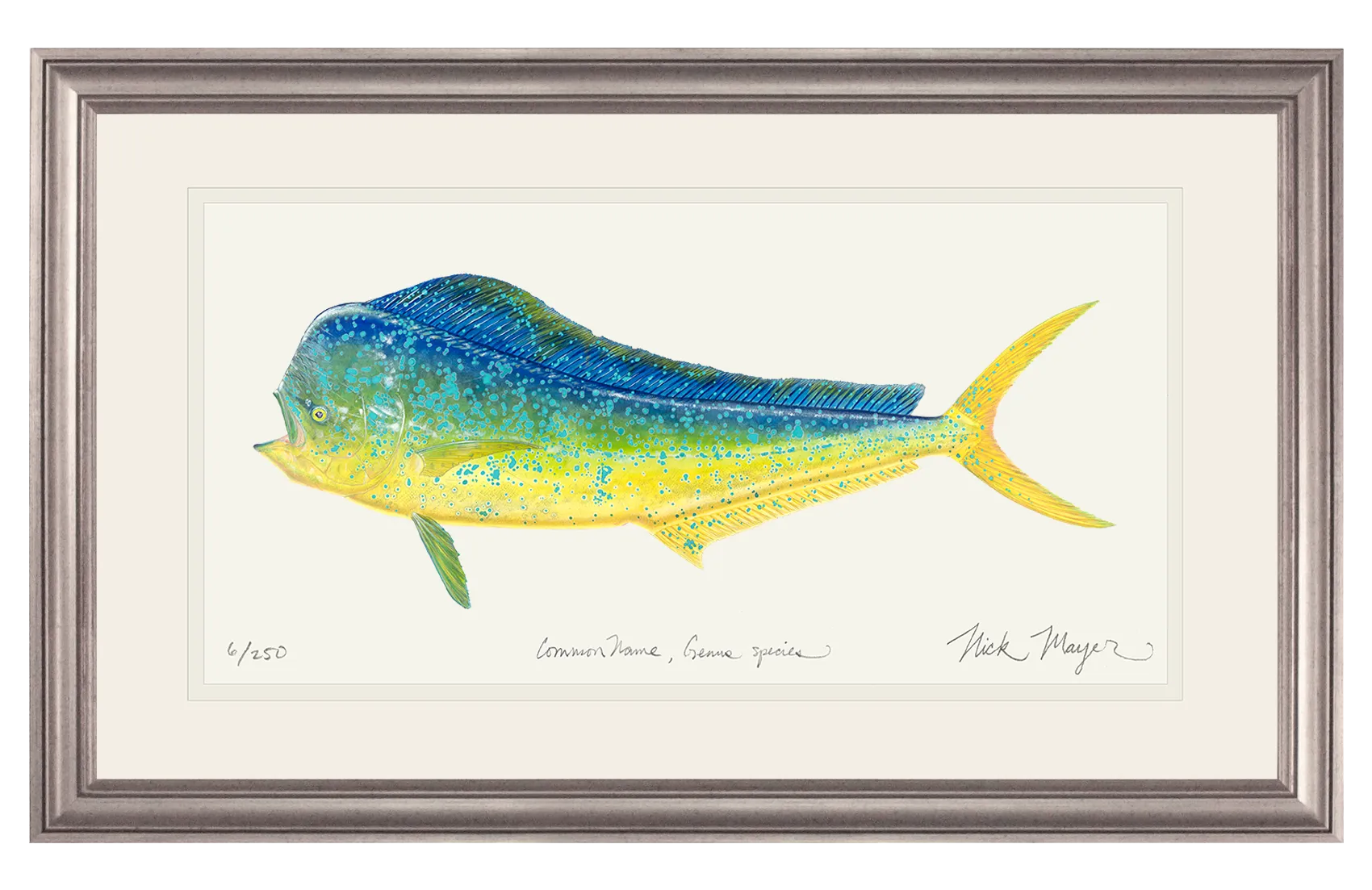 Bull Dorado/ Mahi Print - Best Seller